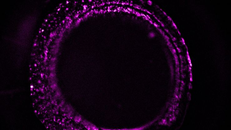 Zebrafish-embryo image captured using a THUNDER Imager Tissue and live instant computational clearing. Zebrafish-embryo image captured using a THUNDER Imager Tissue and live instant computational clearing.