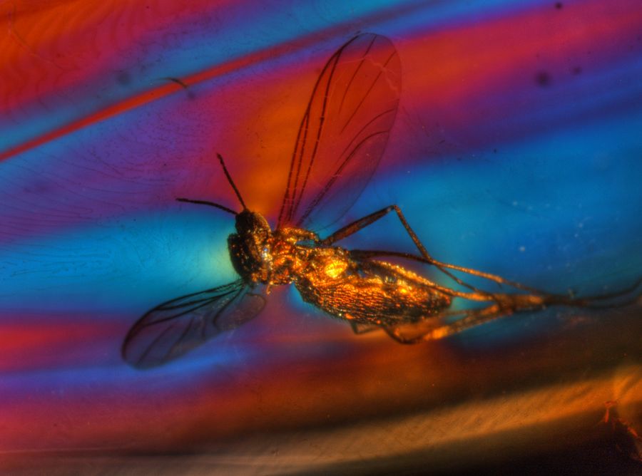 olarization microscope image of a fly which is embedded in Baltic amber. Fig. 3: Polarization microscope image of a fly which is embedded in Baltic amber. Although amber is an amorphous substance and, in theory, optically isotropic, the flow structures of the resin due to internal strain, as well as the strain caused by any inclusions like this fly, can be visualized with polarized light. The use of polarized light and the first-order red compensator lead to images with intensive colors of a normally golden amber. Image taken with a combination of darkfield and incident light (using a glass fiber), crossed polarizers, red-1 compensator, and HDRI tone mapping. Courtesy of Michael Hügi, Swiss Gemmological Society, Bern, Switzerland.