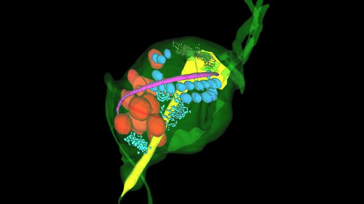 Final Segmentation of organelles in Trichomonas species. Final Segmentation of organelles in Trichomonas species. Magenta – costa, light blue – hydrogenosomes, turquoise – ER, red – vacuoles, yellow – axostyle, green – Golgi apparatus. Sample courtesy of Isabelle Guerin-Bonne, Low Kay En, Electron Microscopy Unit, Yong Loo Lin School of Medicine, National University of Singapore. Scale bar: 1 µm.