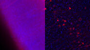 Influenca in lung epithelial cells (porcine) - THUNDER Imager 3D Cell Culture Influenca virus – red, cilia – green, Nuclei – blue.