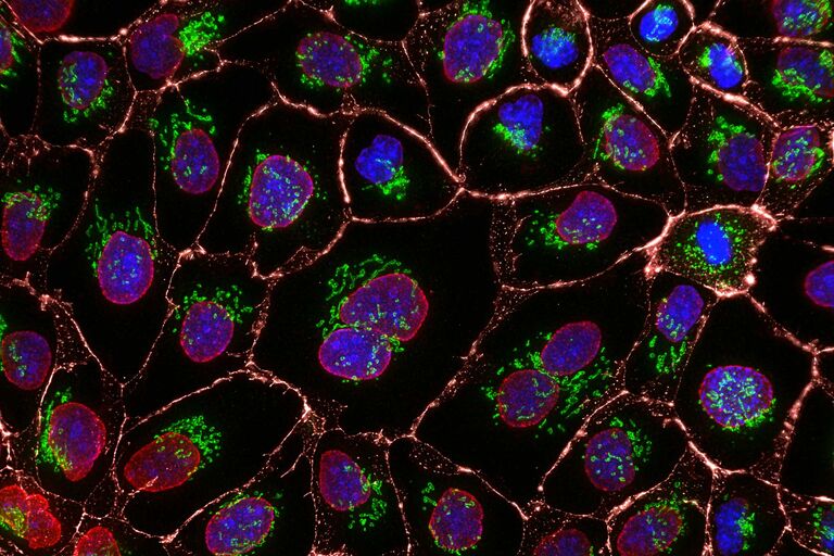 La figura mostra un'immagine acquisita con la fotocamera Scientific CMOS K8 integrata in THUNDER di cellule MDCK colorate con Hoechst (Blue), Giantin Alexa 488 (Verde), LaminB Alexa 555 (Rosso) e Catenin Alexa 647 (Grigio) . Campione fornito da Ralf Jacob Marburg University.