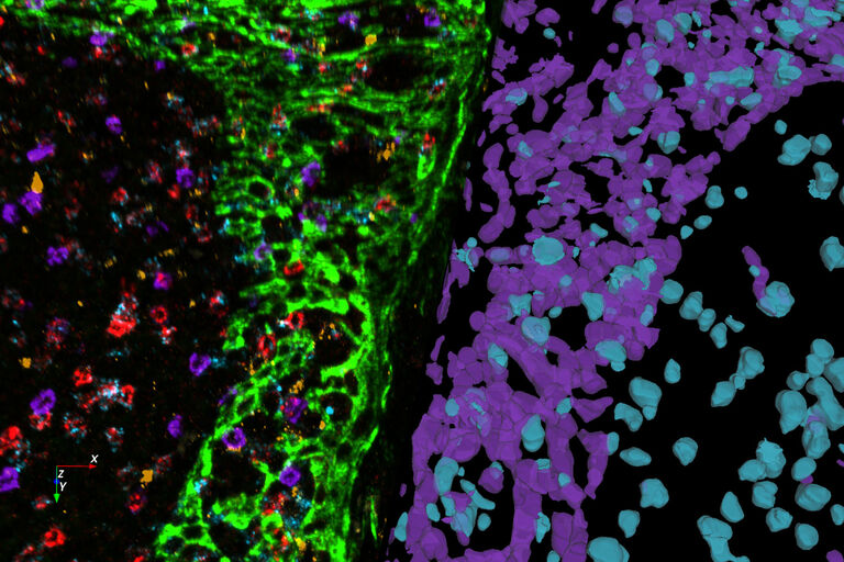 Tejido de amígdala humana multiplexado y marcado con un panel de 8 colorantes OPAL y DAPI adquirido en un sistema STELLARIS, segmentación celular realizada con Aivia 14.