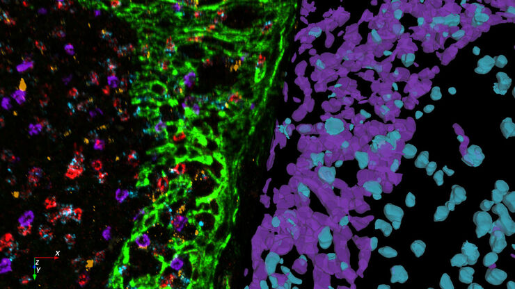 Tissu d'amygdale humain marqué en multiplex avec un panel de 8 colorants OPAL et DAPI acquis sur un système STELLARIS. Segmentation cellulaire réalisée avec Aivia 14.