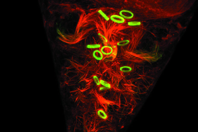 Fluorescent Dyes, Science Lab