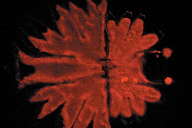 Micrasterias, fluorescence method