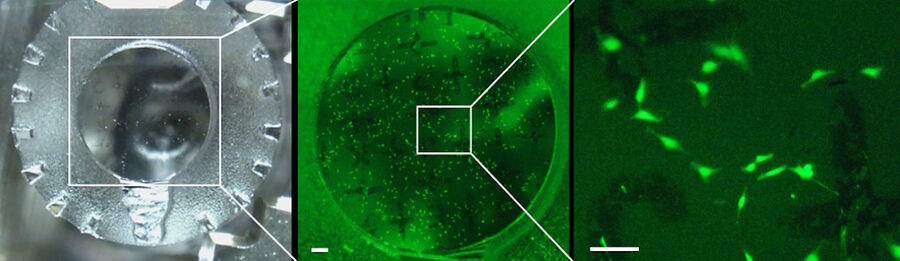 Figure 2: Fluorescent mammalian cells embedded in LowicrylTM HM20. Left: Overview in brightfield. Round sample surface is defined by the removed sapphire disc of 3 mm. Middle: Fluorescent image using a standard GFP fluorescence filter. Single cells are visible and distinguishable. Right: Full zoom of 16 and full magnification of 160x by the M205. Individual cells are clearly visible. Scale bar: 100 µm. 