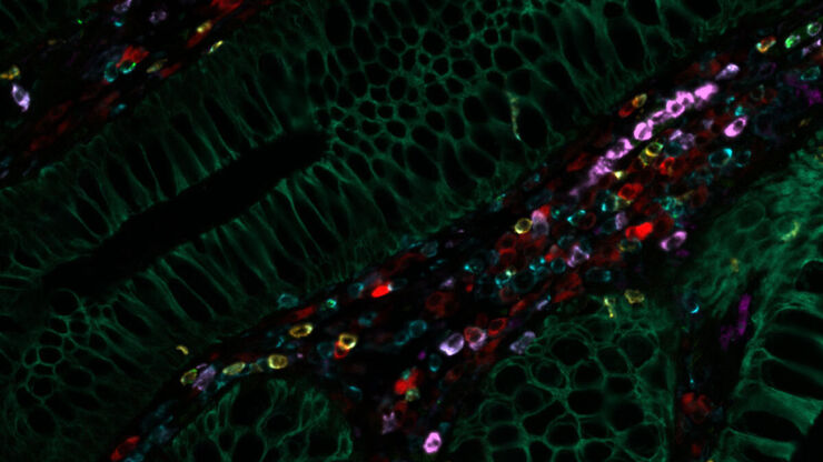 [Translate to German:] Normal colon iteratively stained with over 30 CST antibodies using the Cell DIVE multiplexed imaging solution.