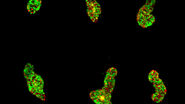 Intestinal organoids label with FUCCI reporter to follow cell cycle dynamics. Courtesy of Franziska Moos. Liberali lab. FMI Basel (Switzerland).