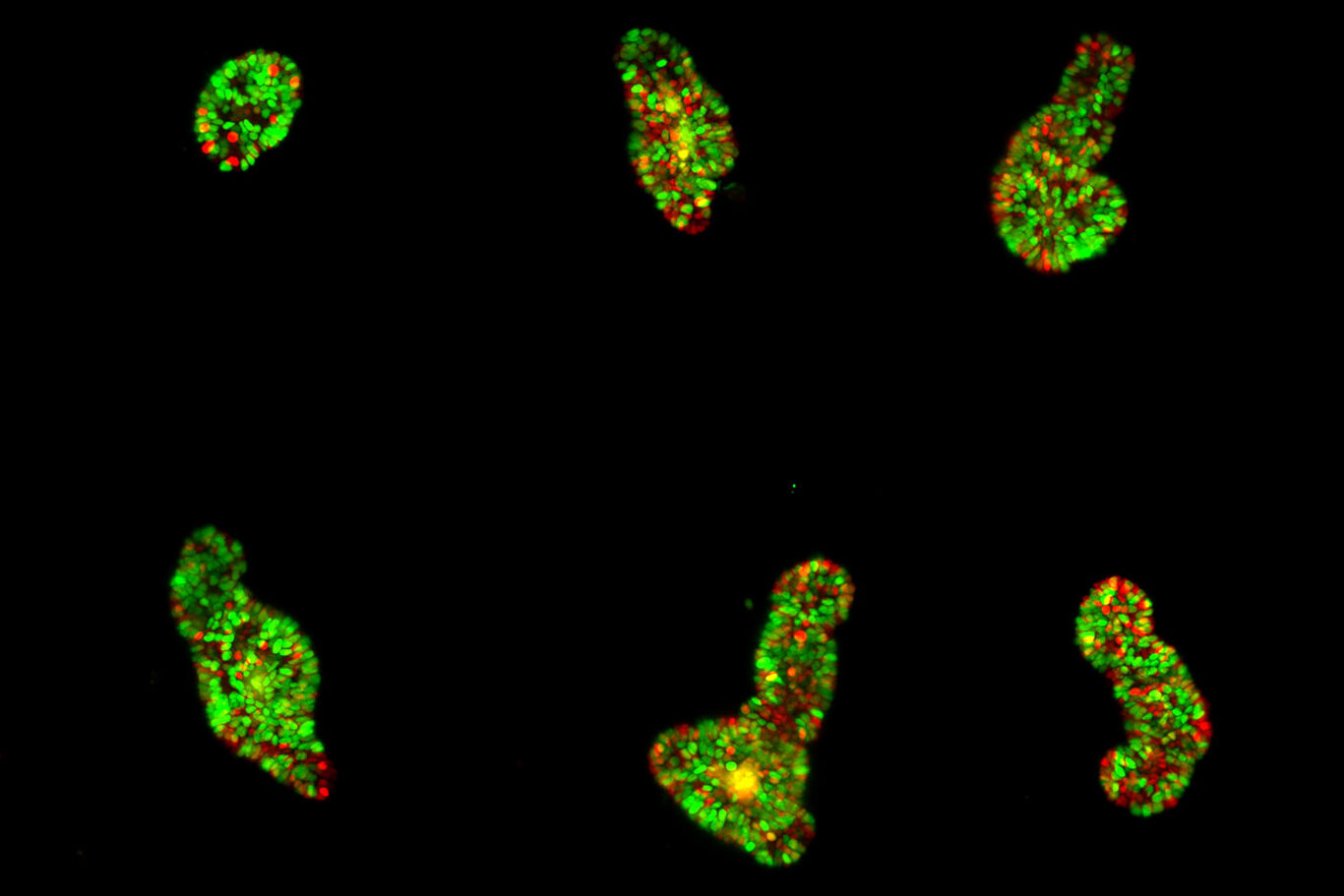 Dual-View LightSheet Microscope for Large Multicellular Systems ...