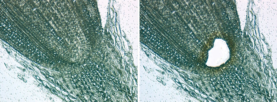 Fig. 3: Maize root meristem. Courtesy of L. Feldman, University of California, Berkeley, USA.