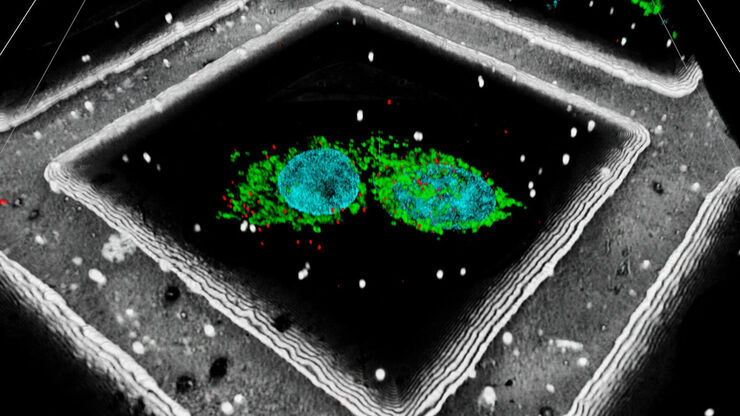 [Translate to japanese:] Mammalian cells labeled with dark blue – Hoechst, Nuclei; magenta – MitoTracker Green, Mitochondria; turquoise - Bodipy, lipid droplets. Cells kindly provided by Ievgeniia Zagoriy, Mahamid Group, EMBL Heidelberg, Germany.