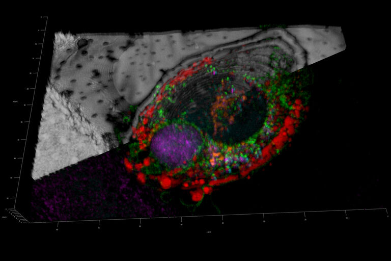 Mammalian cells plunge frozen on EM grid. Cell organelles stained with: Tag BFP (nucleus, blue), Cerulean (membranes, green), hmAzami-Green (mitochondria, orange), mCitrine (Golgi, red), mCherry (ER, magenta), reflection (grid and carbon layer visualization, white). Sample courtesy:Dr. Oleg Sitsel, Max Planck Institute for Molecular Physiology, Dortmund, Germany.. Scale bars xy: 10 µm; z: 1 µm.