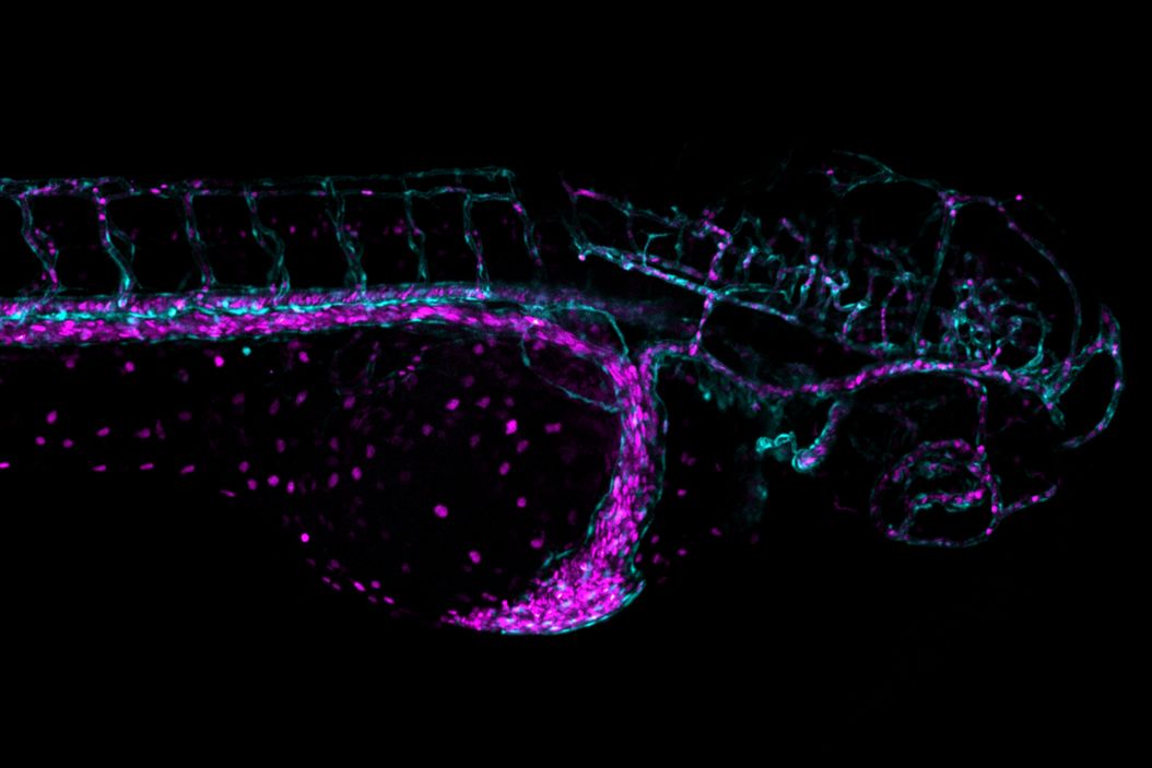 Blood vessel system of a zebrafish larvae Bloodvesselsystem_of_a_zebrafish_larvae.jpg