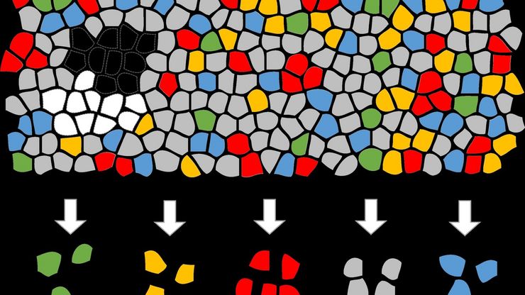 Artificial Intelligence (AI) segmentation used in conjunction with LMD to increase discovery throughput. Artificial Intelligence (AI) segmentation used in conjunction with LMD to increase discovery throughput.
