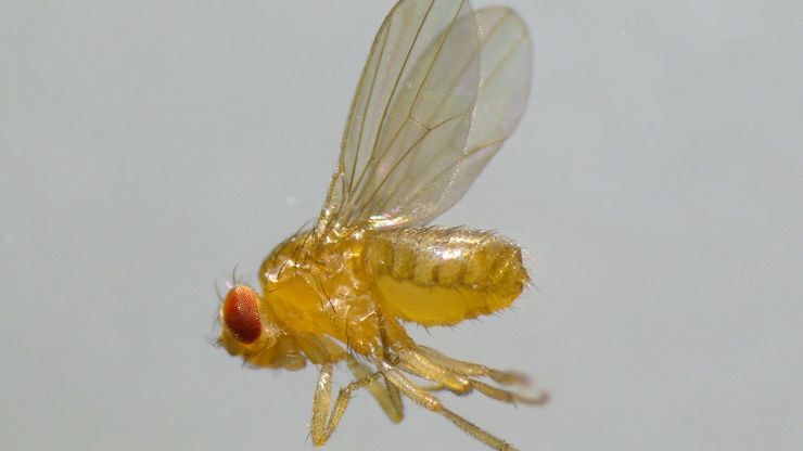 A fruit fly (Drosophila melanogaster) observed with an Ivesta 3 stereo microscope during fly pushing (sorting of the flies). The scale bar length is 1 mm. Image courtesy of M. Benton, EMBL, Heidelberg, Germany. A fruit fly (Drosophila melanogaster) observed with an Ivesta 3 stereo microscope during fly pushing (sorting of the flies). The scale bar length is 1 mm. Image courtesy of M. Benton, EMBL, Heidelberg, Germany.