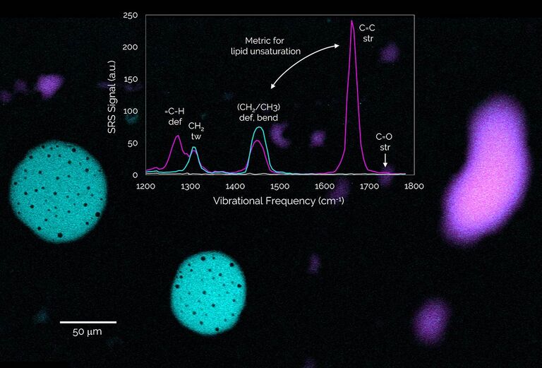 SRS-Bilder und Spektren von Dodecan (einem vollständig gesättigten Kohlenwasserstoff, Cyan) und Linolsäuretröpfchen (einer mehrfach ungesättigten Fettsäure, Magenta), die in Wasser eingetaucht sind. Das Verhältnis der Intensitäten bei 1660 cm⁻¹ bis 1440 cm⁻¹ ermöglicht die Quantifizierung der Lipidsättigung.