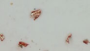 Particles observed on the surface of a particle trap which could be used for technical cleanliness during battery production. Particles observed on the surface of a particle trap which could be used for technical cleanliness during battery production.