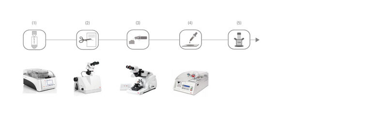 (1) Processamento automatizado de tecidos (EM TP) | (2) Acabamento (EM TRIM2) | (3) Seccionamento serial (EM UC7) | (4) Coloração (EM AC20) | (5) Análise de imagens no TEM