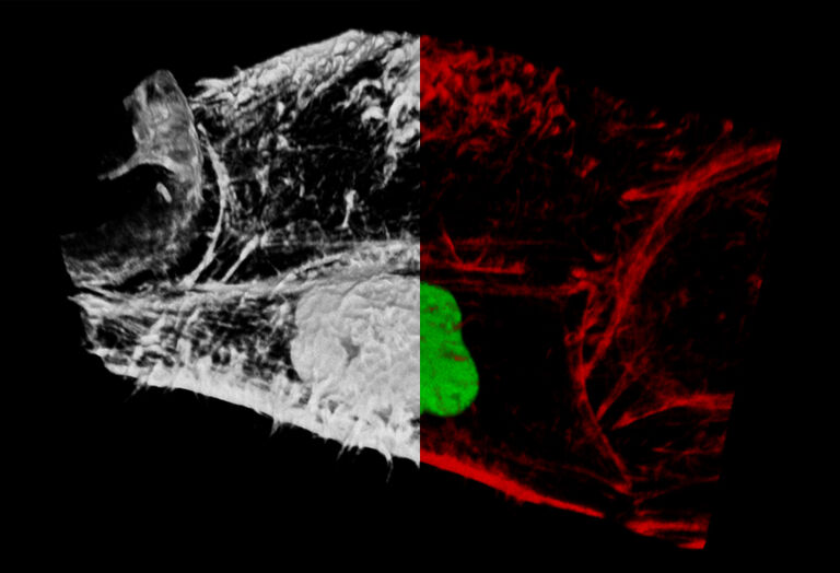 Cellules marquées avec Alexa555-Phalloidine et H2B mCherry. Séparation effectuée à l’aide du module Phasor FLIM. La représentation phasor montre clairement deux distributions. Courtoisie : Dr Martin Stöckl, Département de biologie, Université de Constance, Allemagne. 