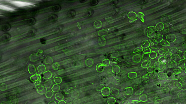 Honeybee leg - THUNDER Imager Model Organism