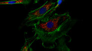 Image of immunofluorescently labelled cells where mitochondria are indicated with red, nuclei with blue, and actin with green. Image of immunofluorescently labelled cells where mitochondria are indicated with red, nuclei with blue, and actin with green.