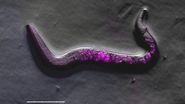 Image of roundworm C. elegans acquired with a M205 FA fluorescence automated stereo microscope in combination with Rottermann contrast. Areas labelled with mCherry are seen as reddish purple. Image of roundworm C. elegans acquired with a M205 FA fluorescence automated stereo microscope in combination with Rottermann contrast. Areas labelled with mCherry are seen as reddish purple.