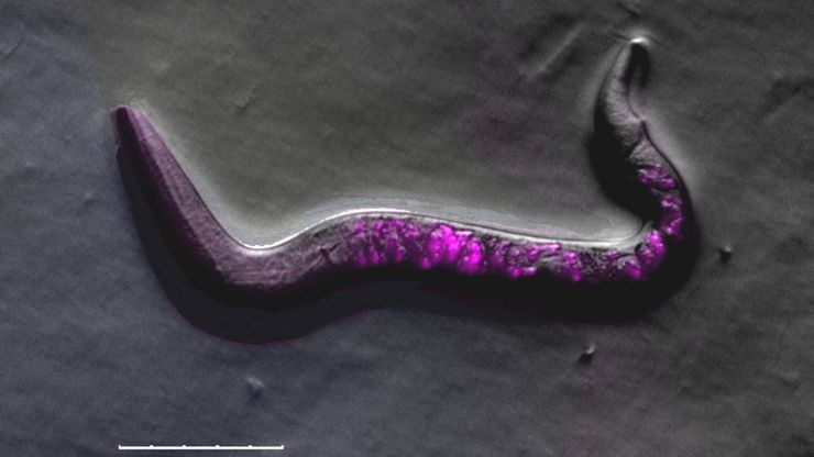 Image of roundworm C. elegans acquired with a M205 FA fluorescence automated stereo microscope in combination with Rottermann contrast. Areas labelled with mCherry are seen as reddish purple. Image of roundworm C. elegans acquired with a M205 FA fluorescence automated stereo microscope in combination with Rottermann contrast. Areas labelled with mCherry are seen as reddish purple.
