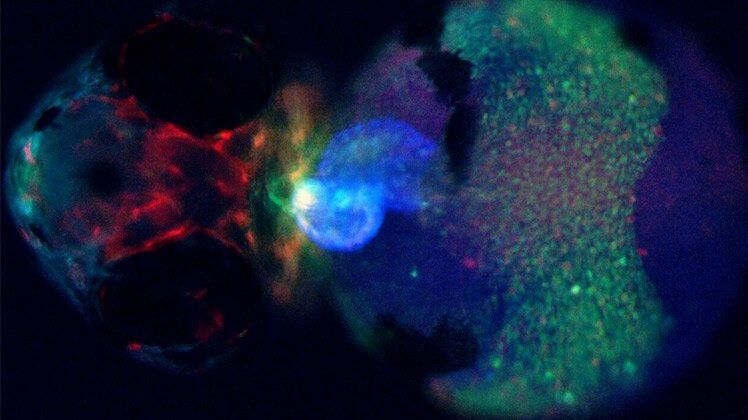 Leica M205 FA images of transgenic zebrafish larva having the fluorescent proteins myl7 