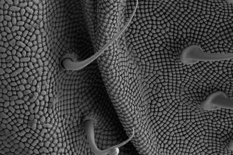 electron microscope images