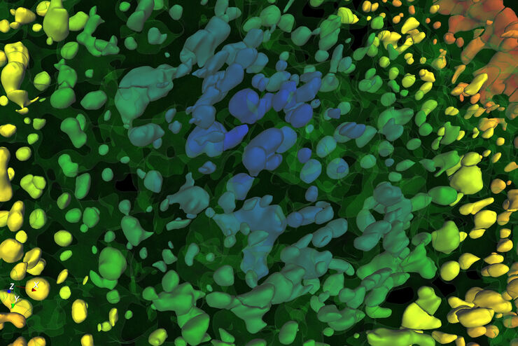 This image shows the original result of autonomous detection of an organoid with Avia 10. No parameters were adjusted by the user.