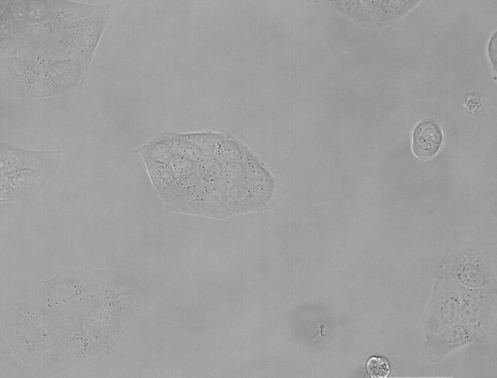 Phase Contrast And Microscopy Science Lab Leica Microsystems