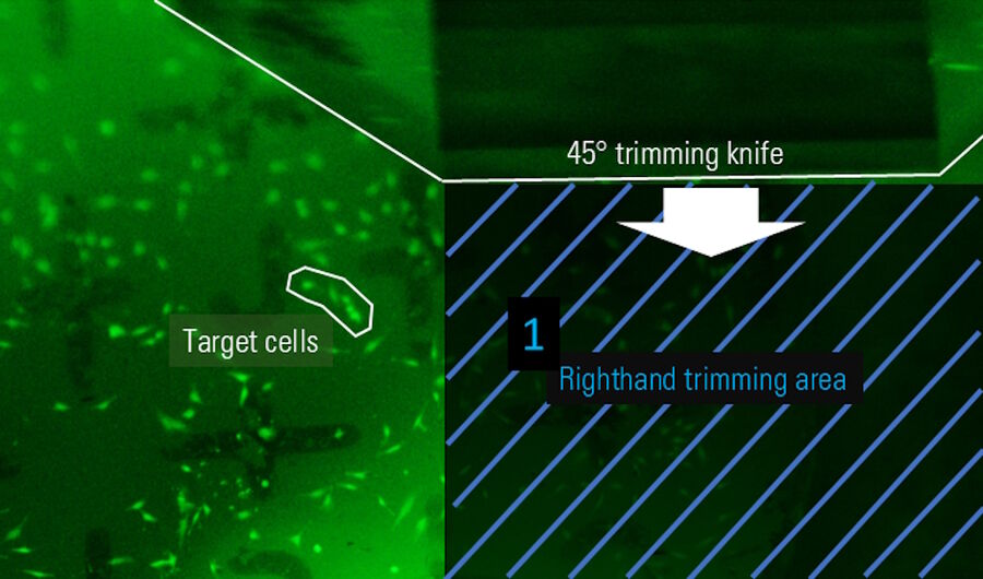 Figure 6: Definition of the right edgeof the block-face by moving the knife to the desired x-position. The knife is visible on the top of the image, as this is the Mesacut mirror view. Target cells are marked by a white region. The first trimming area is marked by a blue section lining.