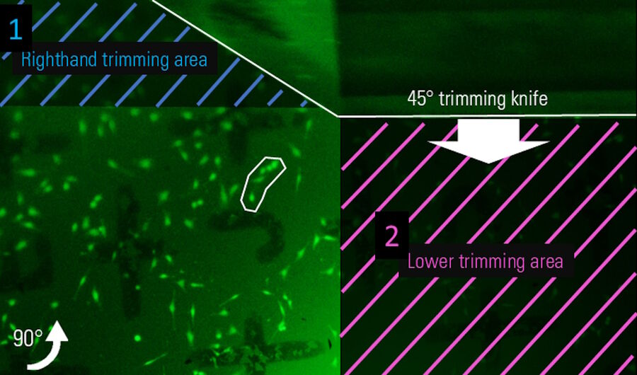 Figure 7: Definition of the lower edge of the block-face after automatic turning of the sample by 90° (clockwise in reality, counterclockwise in the mirror image here). The second trimming area is marked by the magenta section lining.