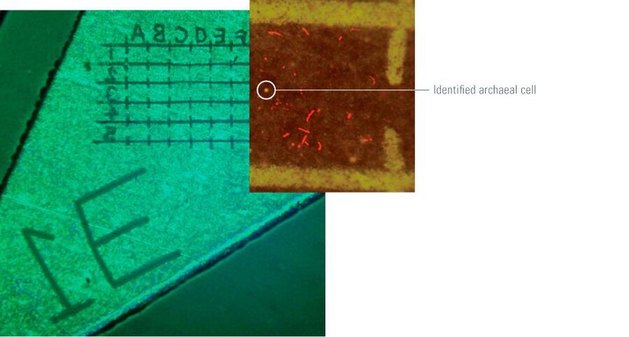 Fig. 6: Filter labeling with a laser microdissection (LMD) system for catalyzed reporter deposition (CARD)-FISH and nanometer-scale secondary ion MS (NanoSIMS) analyses on the identical filter location. The small box photo shows a NanoSIMS image of 13C-incorporated cells (red) overlaid on a CARD-FISH image for the detection of archaeal cells. The size of each grid is about 50 × 50 µm marked by the LMD system.