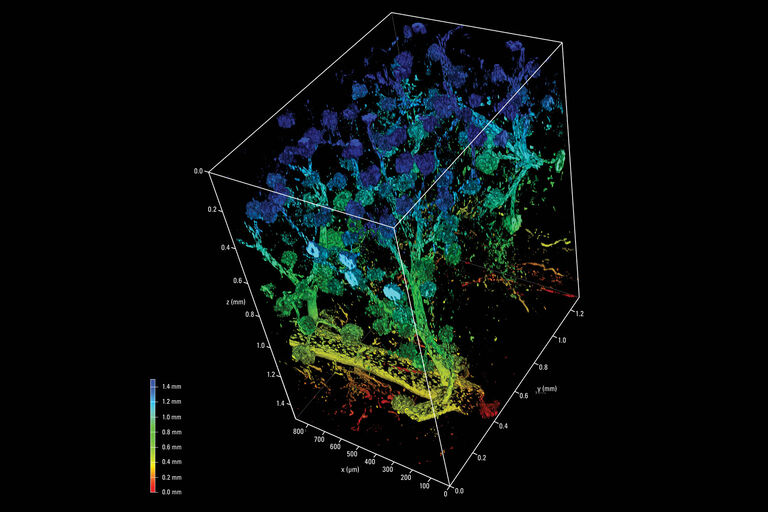 I metodi di chiarificazione dei tessuti all'avanguardia forniscono un accesso ottico a livello subcellulare da tessuti intatti dei singoli organi. Questa immagine mostra un campione di rene di topo chiarificato acquisito utilizzando l'obiettivo multi-immersione 16x. L'illuminazione è stata eseguita a 730 nm. Per gentile concessione del Prof. Gretz, Università di Mannheim, Germania.