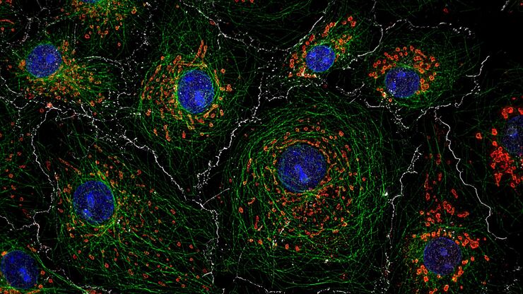 Cellules COS7 avec coloration DAPI