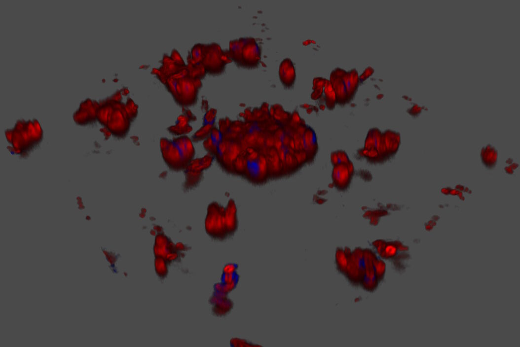 Salmonella biofilms 3D render Salmonella_biofilms_3D_render.jpg