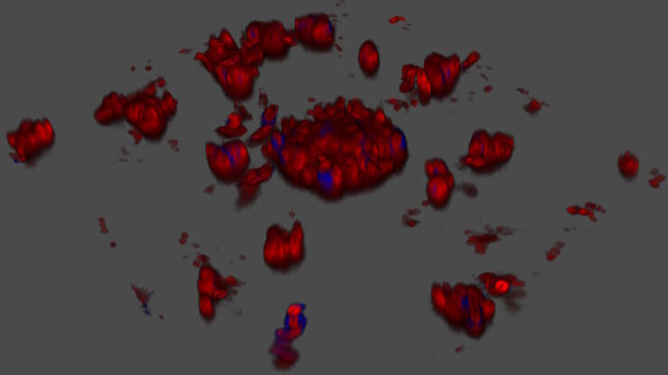 Salmonella biofilms 3D render