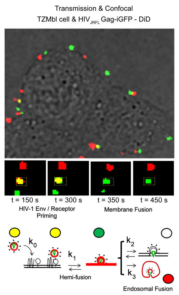 Image illustrating doubled-labelled HIV pseudovirus particles decorated with JRFL Env (HIV-1JRFL) losing DiD signal (red) and maintaining immobile eGFP signal (green) when attempting fusion in 2-deoxyglucose (2-DG) treated TZM-bl cells, suggesting arrest at hemifusion. Diagram illustrating the concept of single-particle tracking with double-labelled virions with DiD and eGFP-gag. Image recorded with a SP8 X SMD confocal microscope.