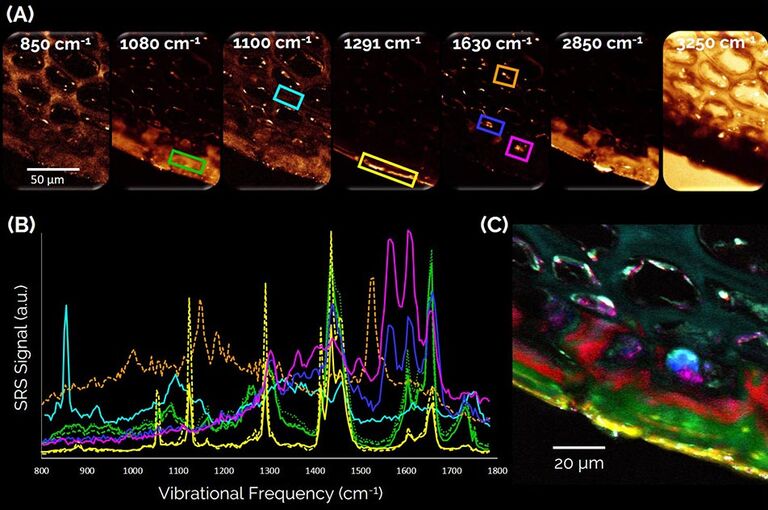 Visualização da composição bioquímica endógena de uma fatia de maçã fresca não tratada. (A) Quadros representativos de uma pilha de imagens espectroscópicas SRS. (B) Espectros SRS das regiões de interesse mostradas em (A). Amarelo: casca mais externa consistindo em uma fase cerosa de ácidos graxos saturados de cadeia longa. Verde, vermelho: camadas cuticulares internas feitas de ácidos graxos insaturados de cadeia curta. Azul, magenta: compostos polifenólicos. Ciano: paredes celulares feitas de polissacarídeos. Laranja: pigmentos de carotenoide. (C) Resultado de separação espectral de oito cores mostrando as estruturas bioquimicamente distintas.