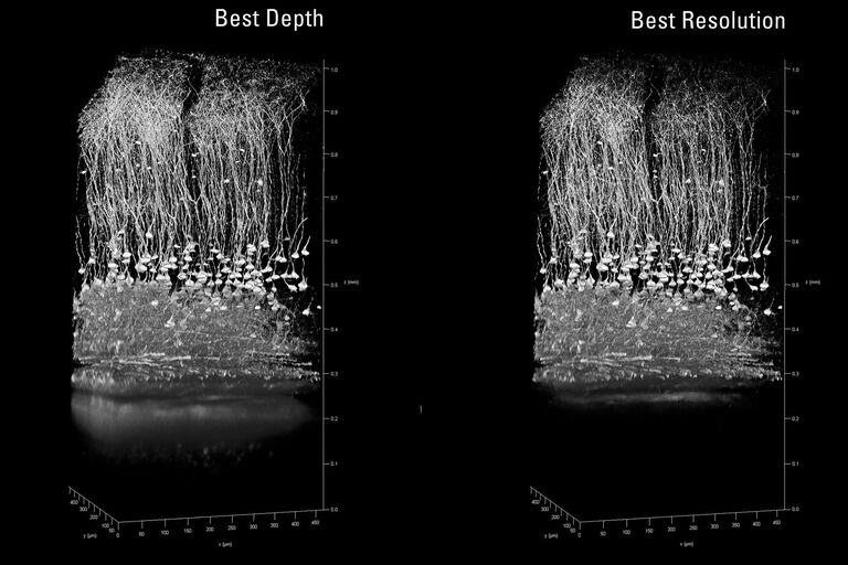 Cortex cérébral de souris, Thy1-eYFP. Amélioration de 20 % de la profondeur de pénétration grâce au réglage Meilleure profondeur. IRAPO 25 x 1,0 W motCorr. Échantillon fourni avec l’aimable autorisation de Kevin Keppler, Light Microscope Facility, DZNE Bonn (Allemagne).