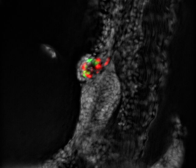 Mit Computational Clearing - THUNDER Imager 3D Assay