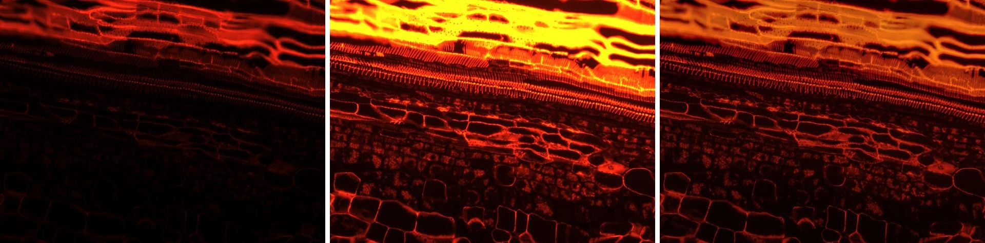 Figure 3: HDR acquisition: This Tilia specimen has areas with a strong fluorescence signal (upper part) and a weak fluorescence signal (lower part). The camera’s dynamic range is not sufficient to record dark areas simultaneously with bright areas. Therefore, exposure intensities can only be optimized to image either the strong (left) or the weak (middle) fluorescence signal. An HDR picture (right) consists of a series of images (examples left and center) acquired with varying exposure intensities combined together into one image.