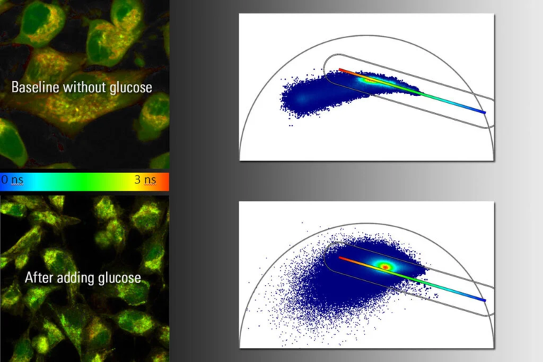 Autofluorescenza NADH di cellule HeLa coltivate prima e dopo il trattamento con glucosio.
A sinistra: risultato qualitativo con TauContrast.
A destra: analisi quantitativa utilizzando il diagramma dei fasori in FALCON.