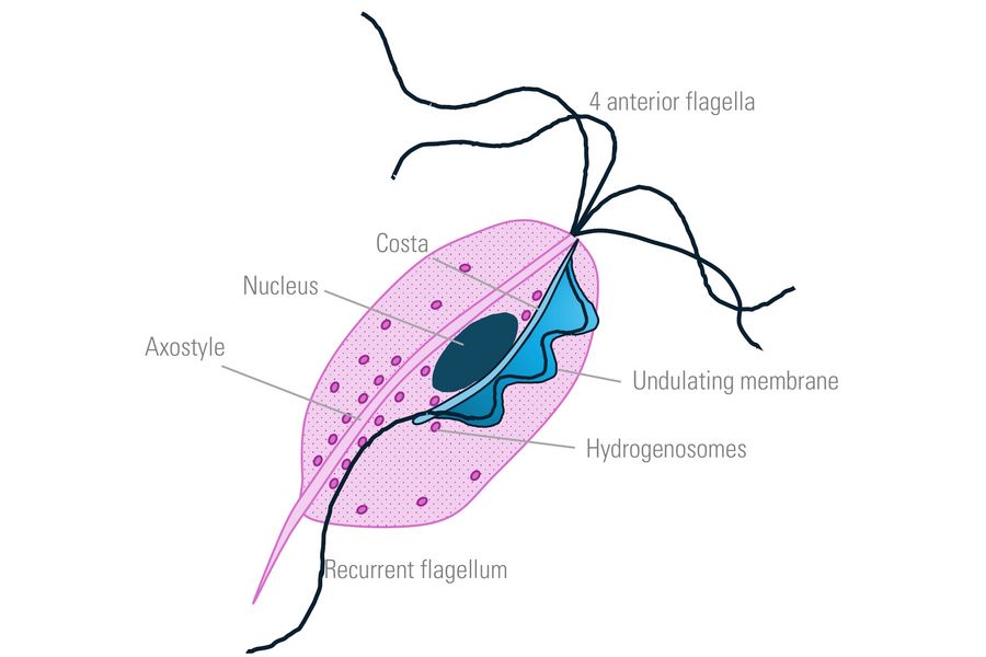 Schematic drawing of the anatomy of Trichomonas vaginalis. Schematic drawing of the anatomy of Trichomonas vaginalis.