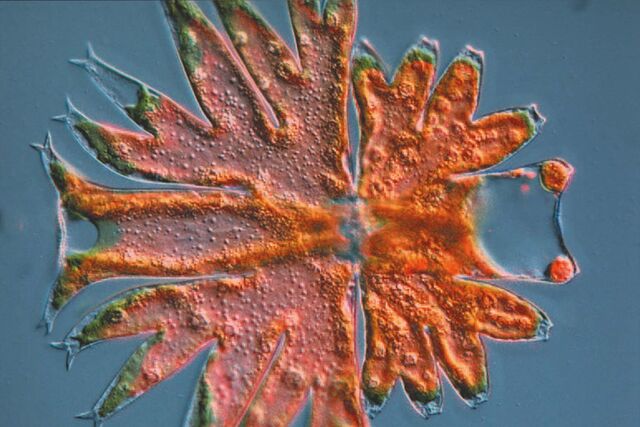 Micrasterias, fluorescence method