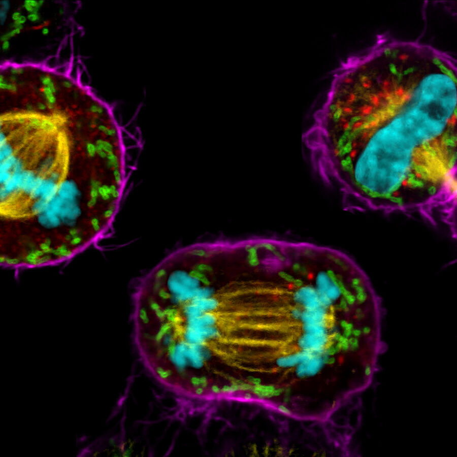 COS7 mitotic cells. Chromatin (cyan, mCherry), mitotic spindle (yellow, EGFP), Golgi (red, Atto647N), mitochondria (green, AF532), actin filaments (magenta, SiR700). Sample courtesy: Jana Döhner, Urs Ziegler, University of Zürich; cells expressing mCherry were a kind gift of Daniel Gehrlich. SiR was a kind gift of Spirochrome