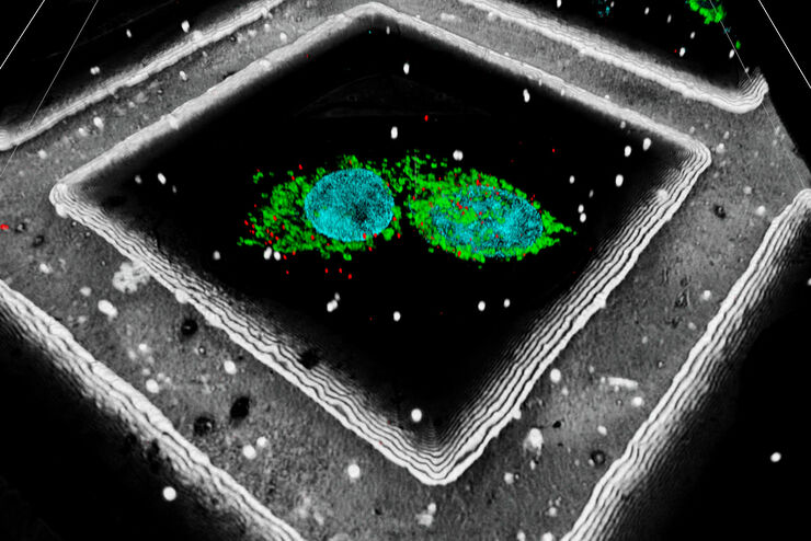 LNG-non-LNGHeLa cells labeled with light blue – Hoechst