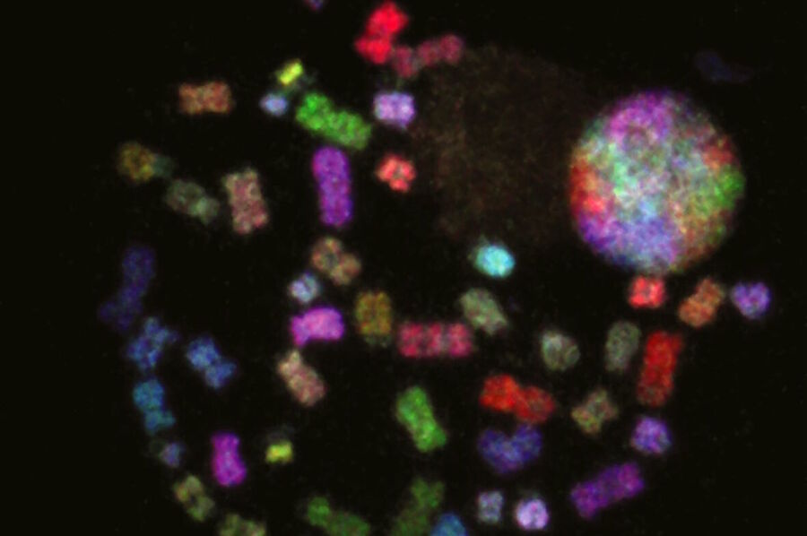 Metaphase-spread FISH-stained chromosomes