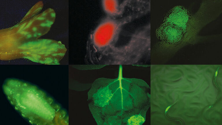 Fluorescent specimens